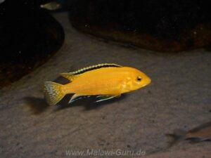 Labidochromis caeruleus Arten